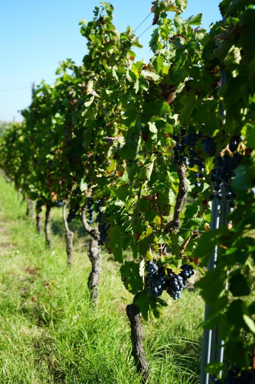 מלפי Masseria Spinale Wine Resort מראה חיצוני תמונה